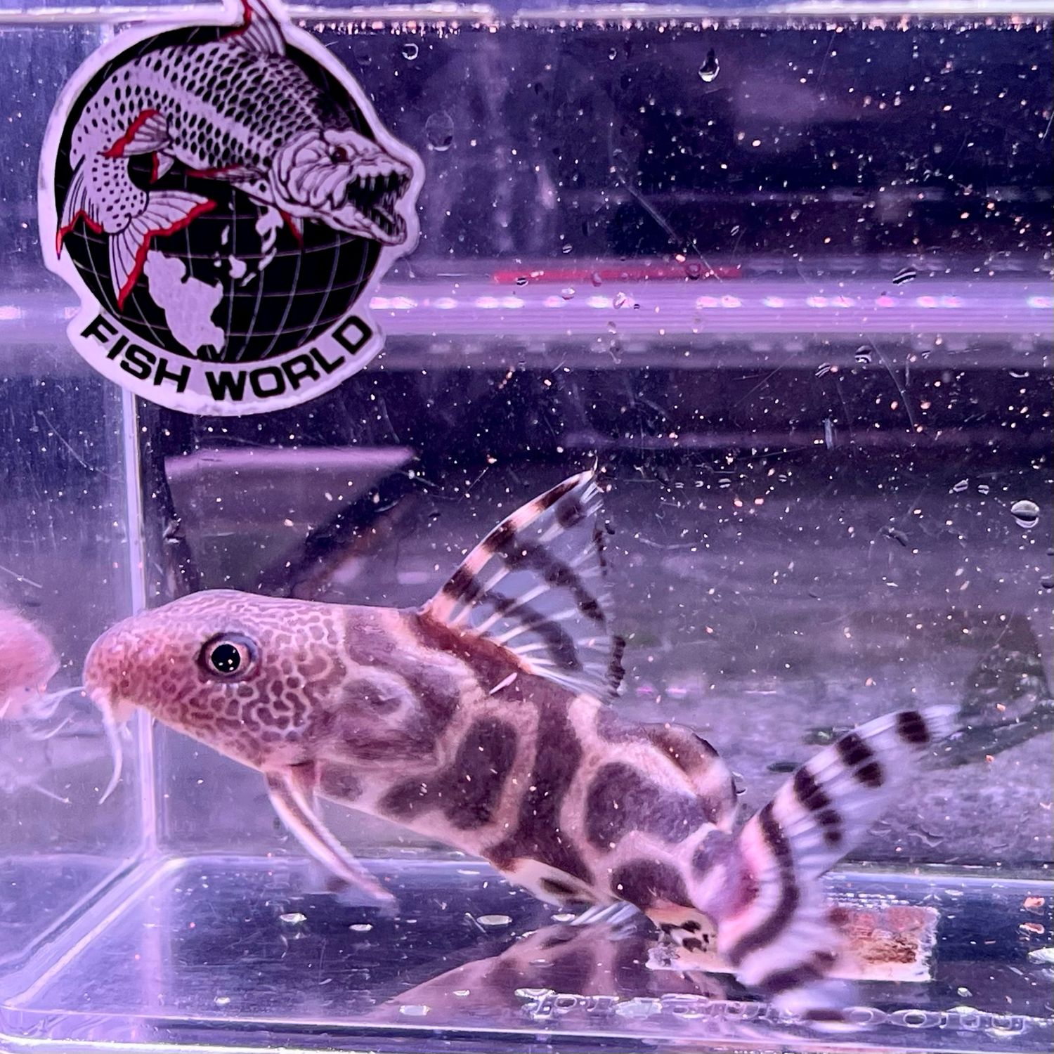 Zebra Synodontis Catfish