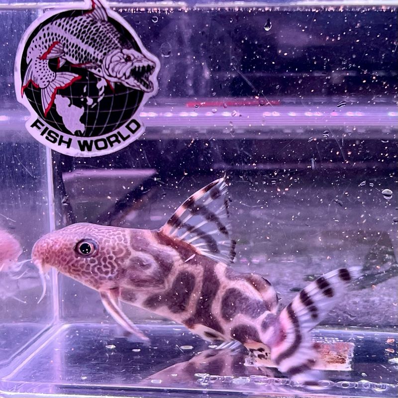 Zebra Synodontis Catfish
