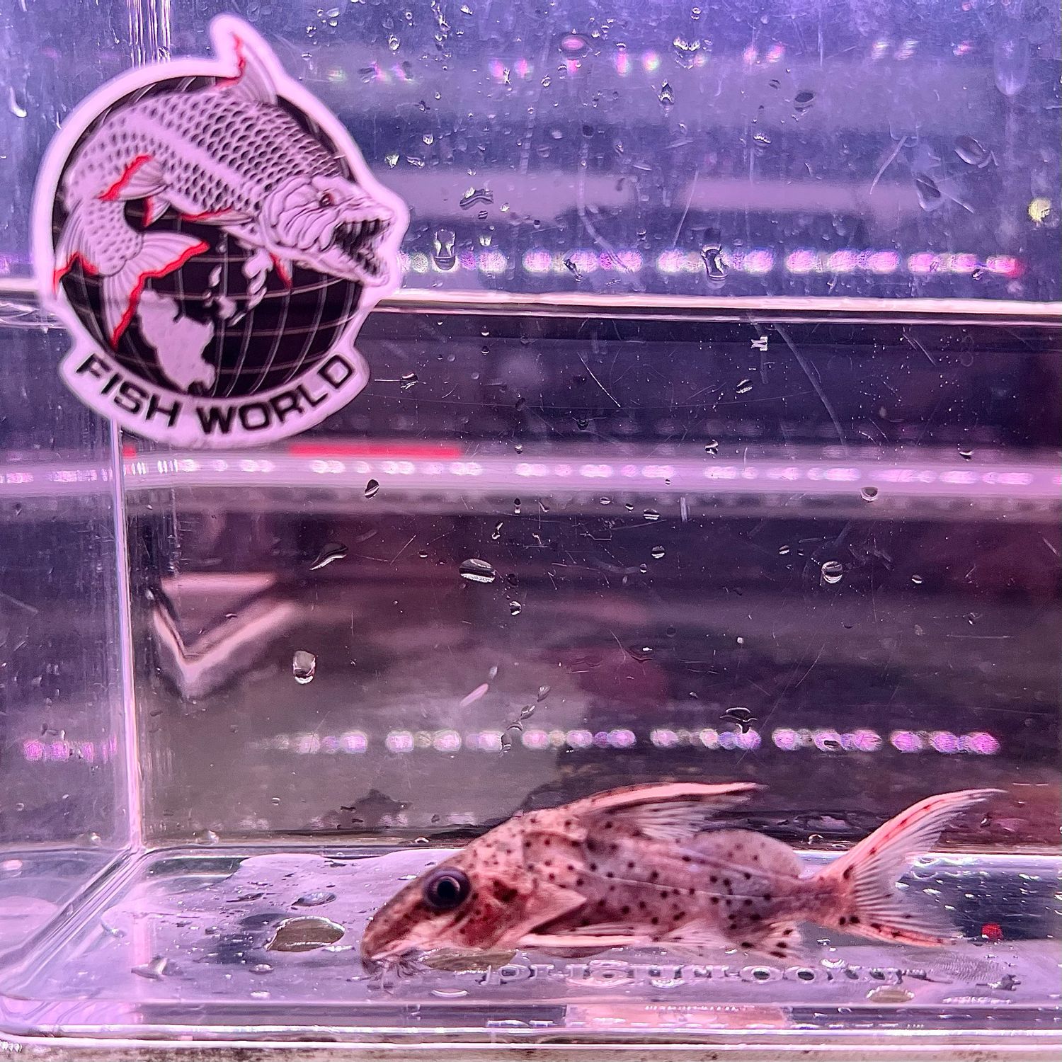 Redtail Synodontis Catfish (Synodontis clarias)