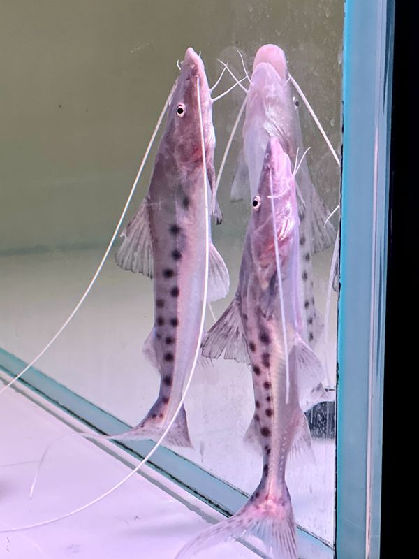 Piraiba Catfish