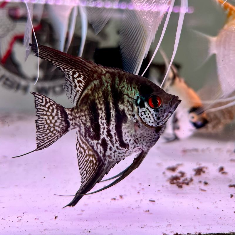 Zebra Lace Angelfish