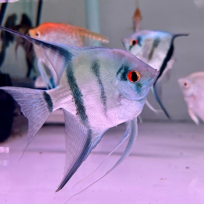 Philippine Blue Angelfish