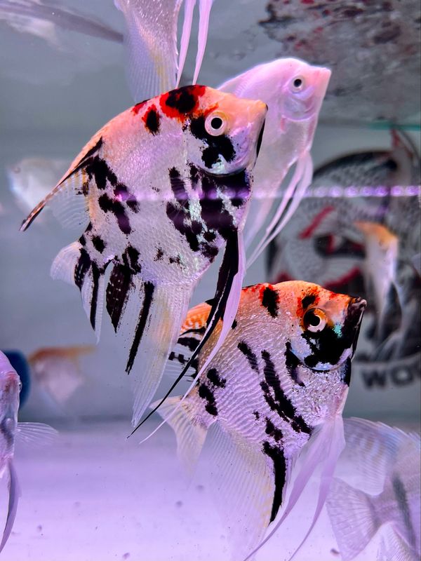 Koi Pearl Scale Angelfish