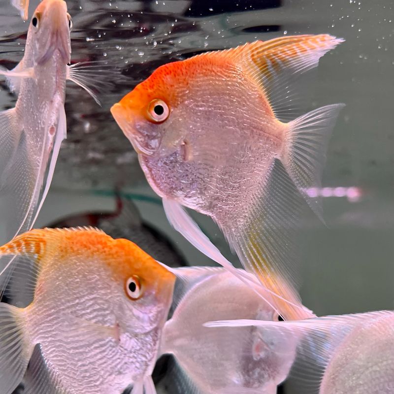 Red Cap Pearl Scale Angelfish