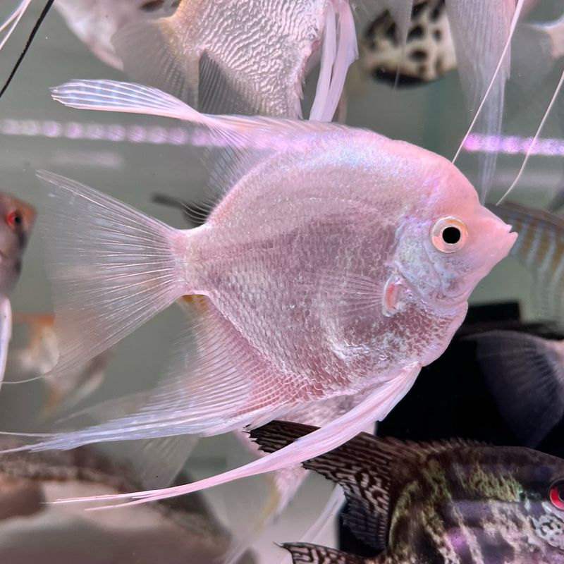 Platinum Angelfish