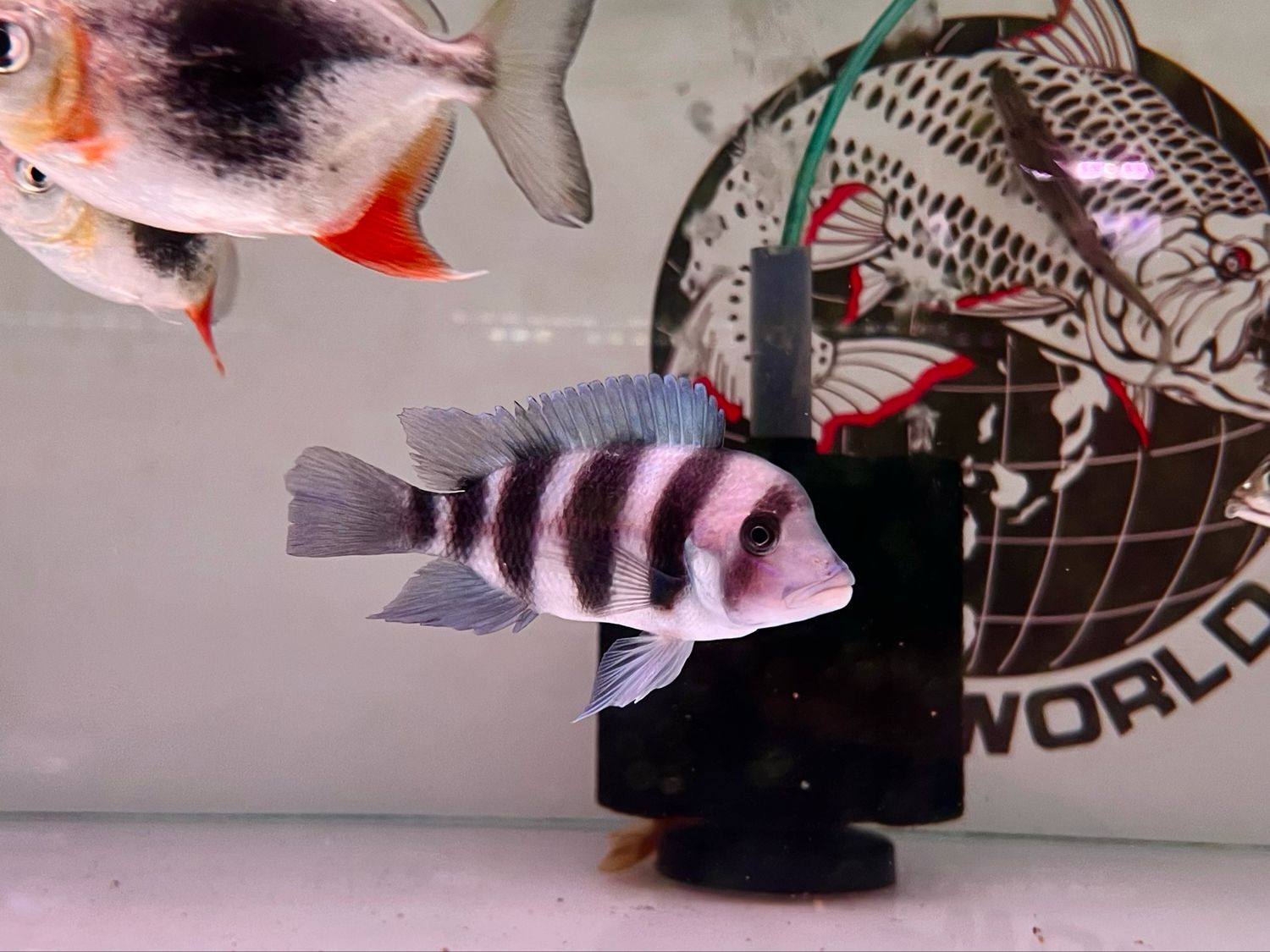 Ibaka Frontosa Cichlid