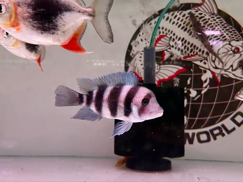 Ibaka Frontosa Cichlid