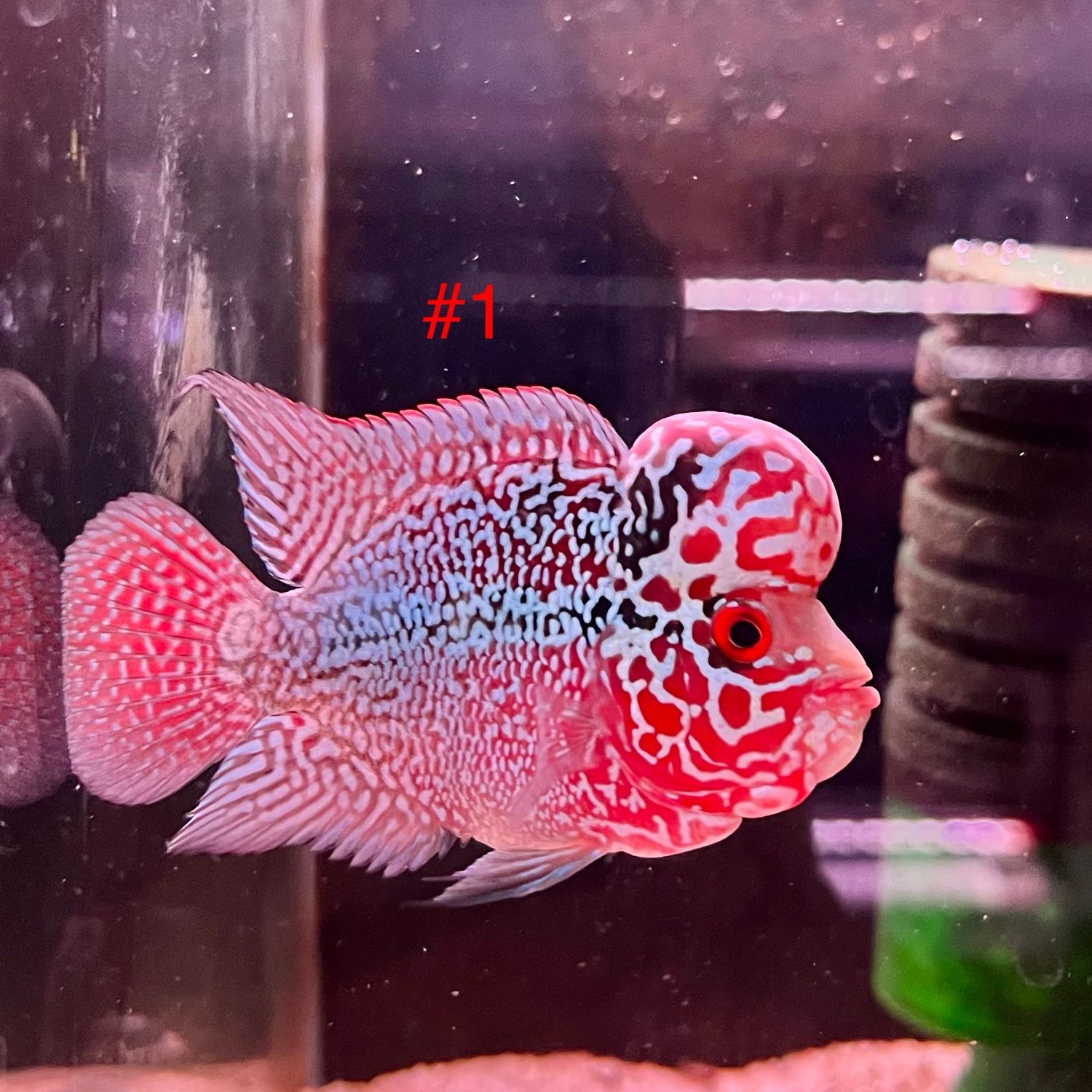 Flower horn