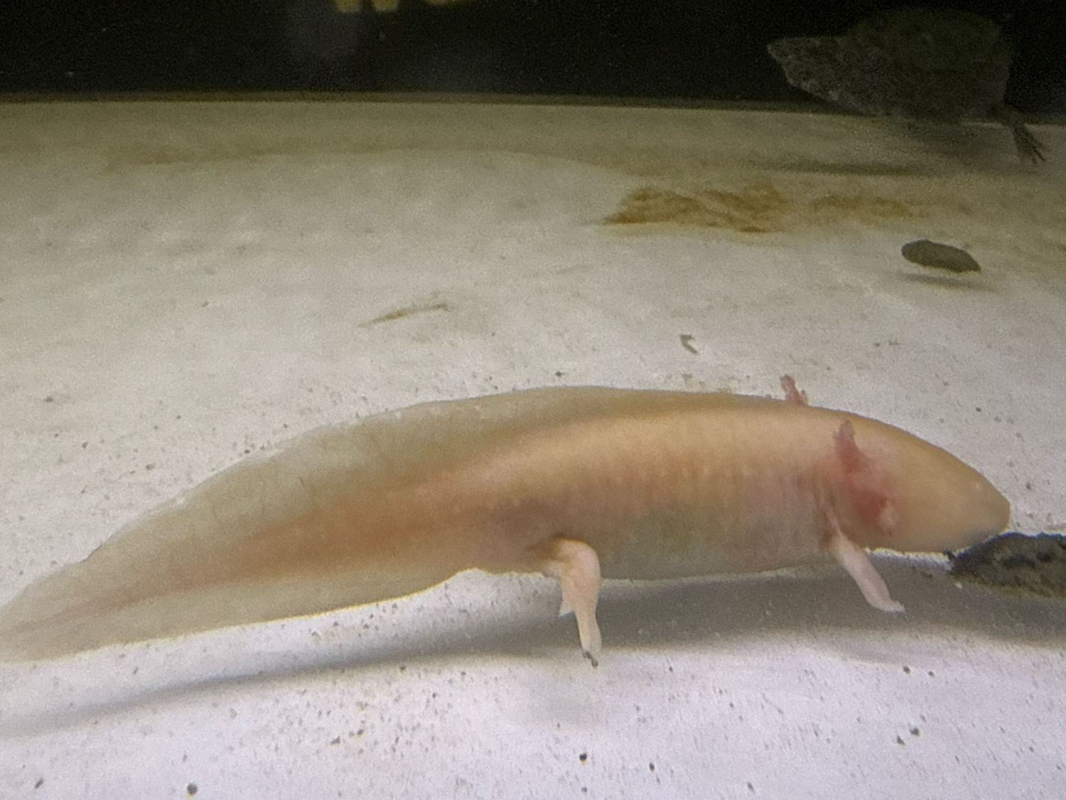 Golden Albino Axolotl