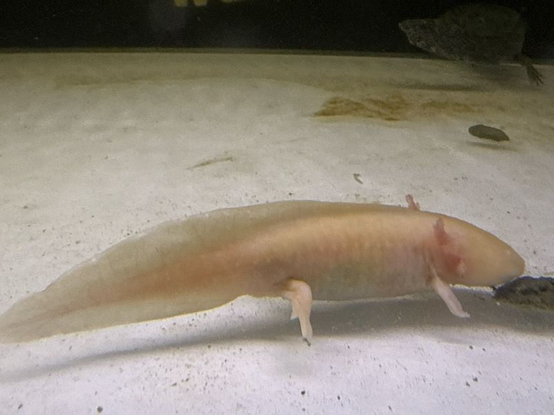 Golden Albino Axolotl