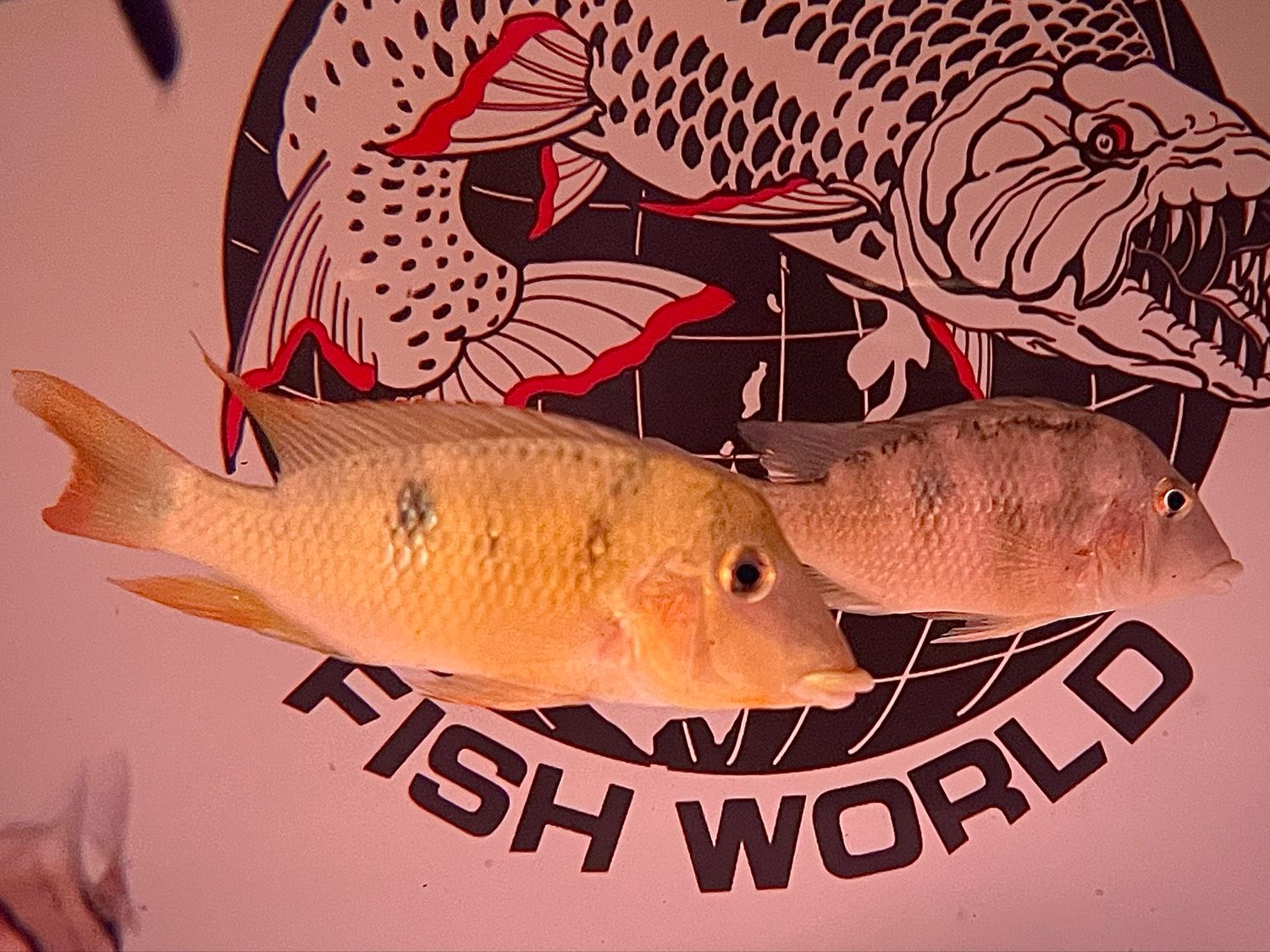 Yellow Hump Eartheater (Geophagus pellegrini)