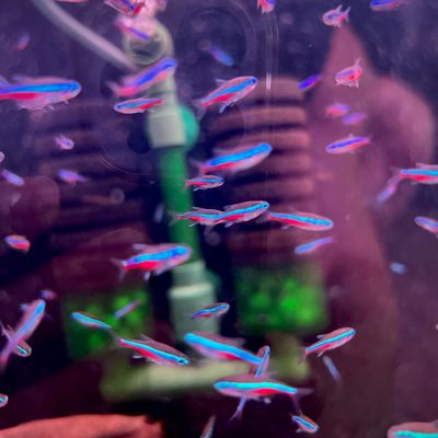 Green Neon Tetra (Paracheirodon simulans)
