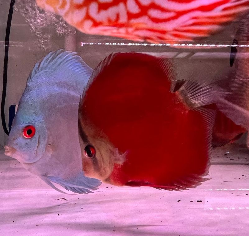 Red Cover Discus