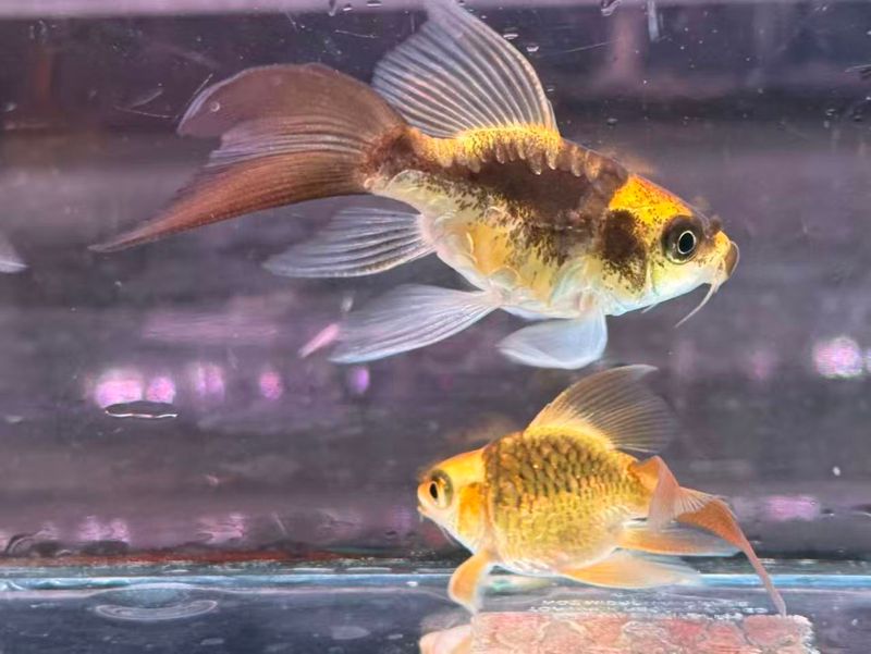 Panda/Mayan Shortbody Butterfly  Koi
