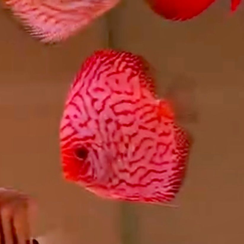Red Checkerboard Discus
