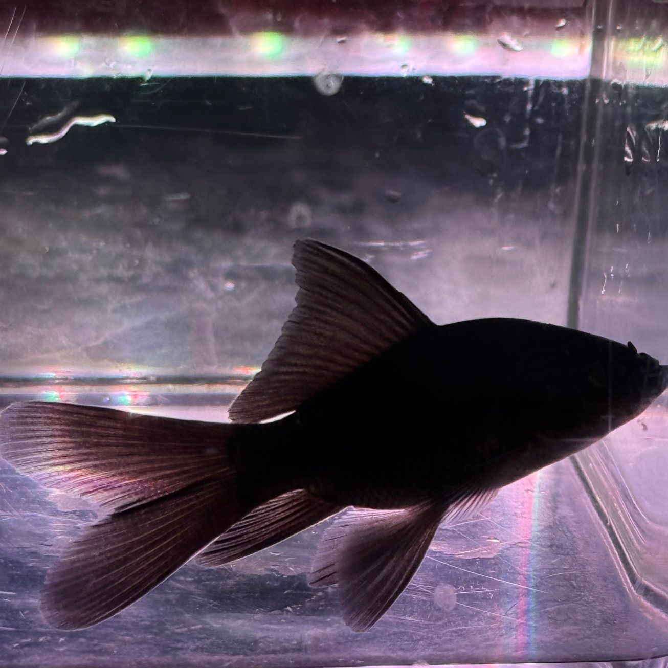 Black Shortbody Butterfly Koi