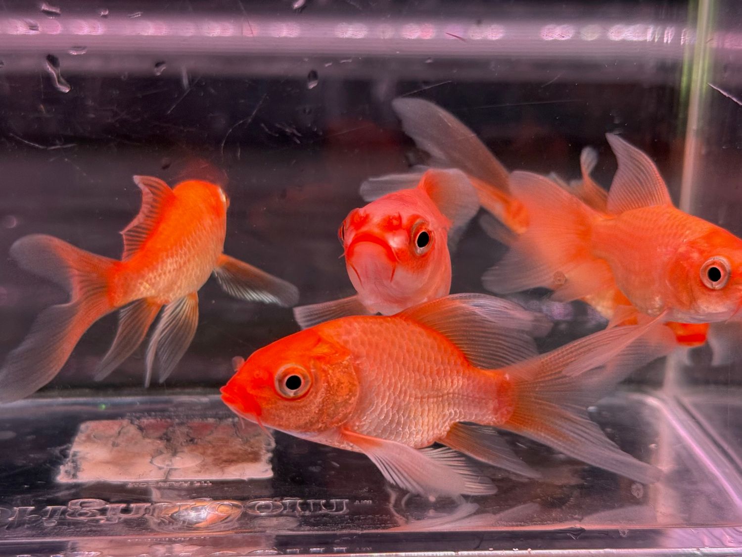 Red/Orange Shortbody Butterfly Koi (A Grade)