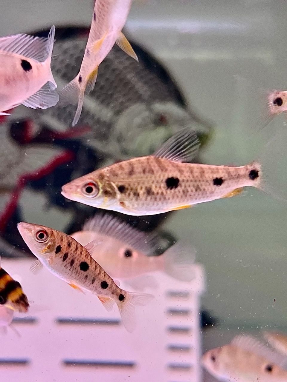 Spotted Leporinus (Leporinus maculatus)