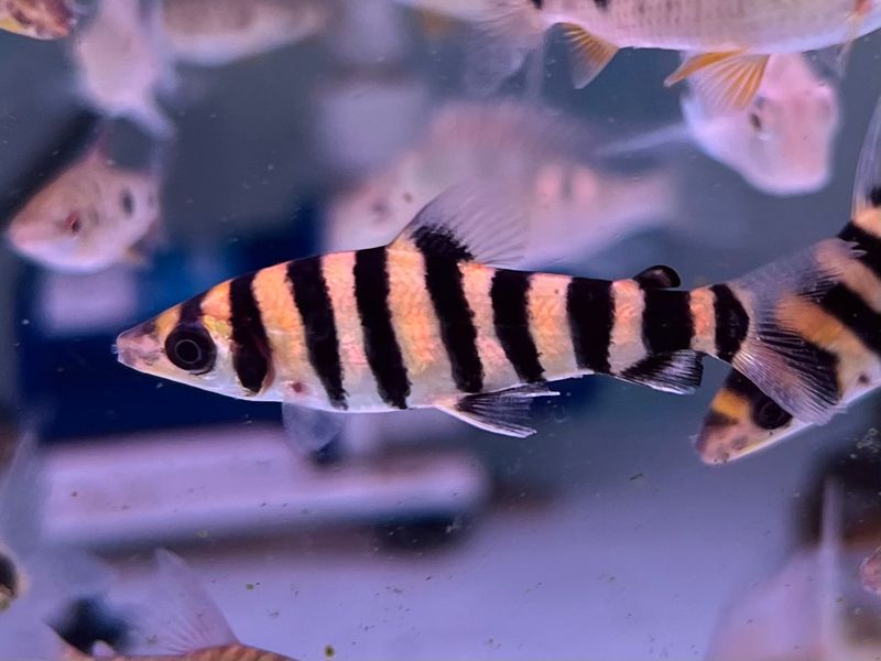 Banded Leporinus