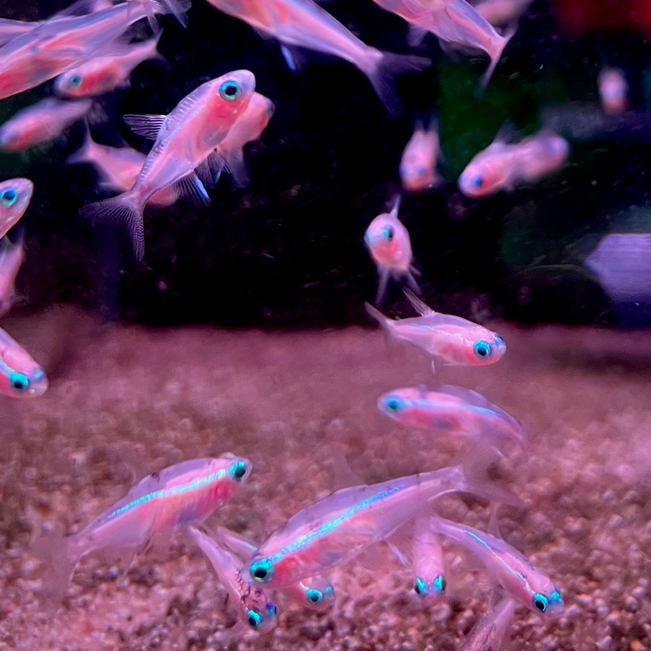 Albino Neon Tetra