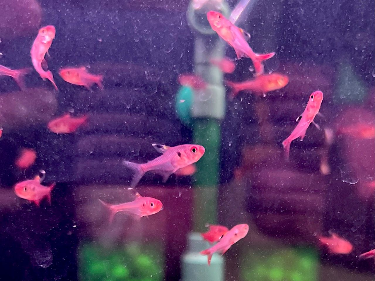 Red Phantom Tetra