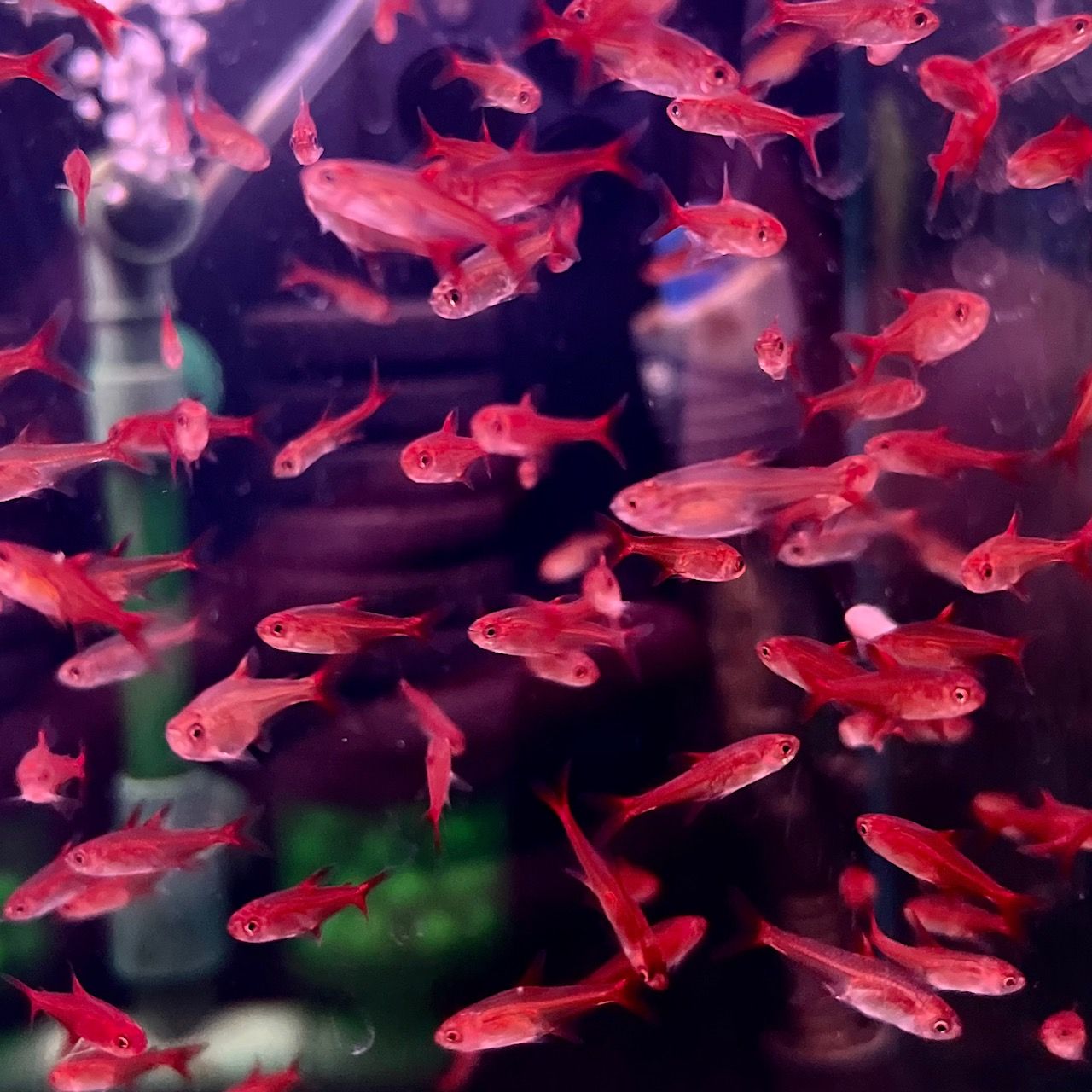 Ember Tetra