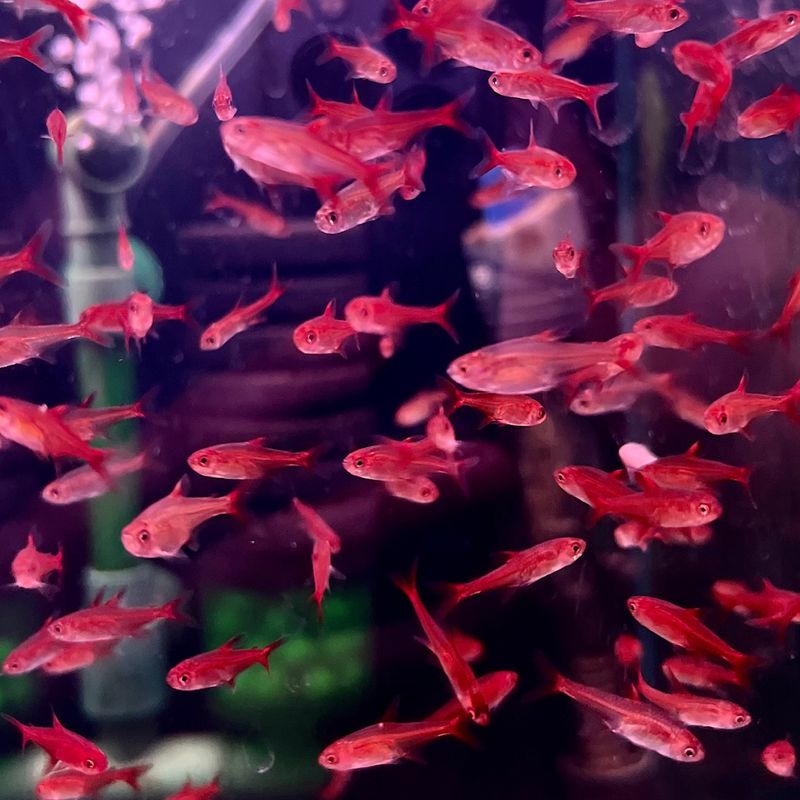 Ember Tetra