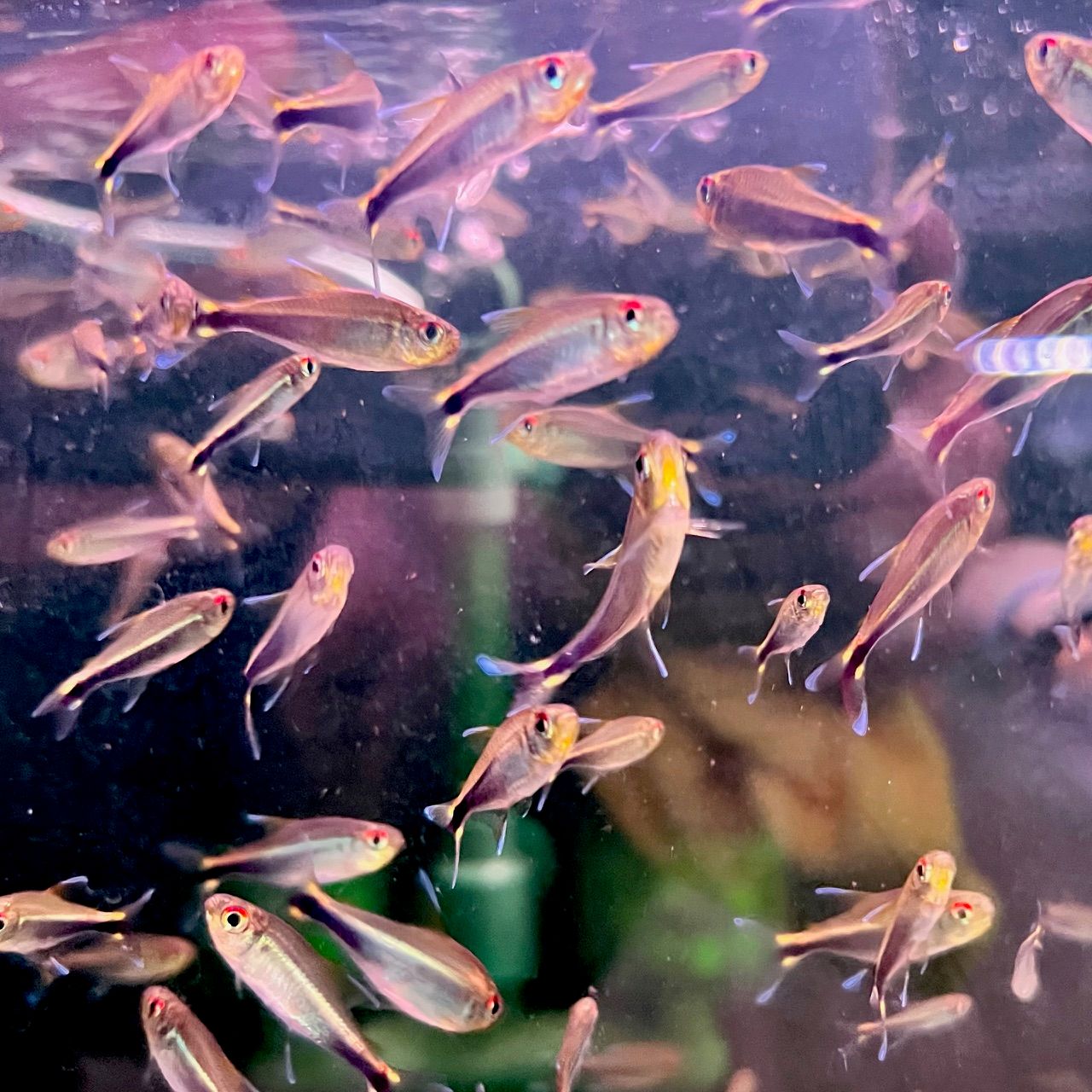 Purple Tetra
