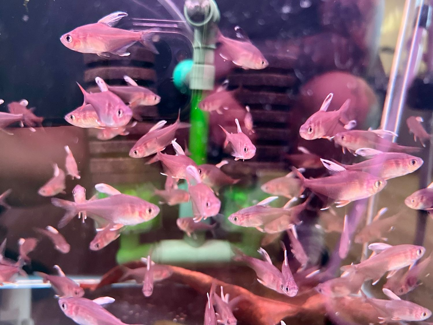 White Fine Tetra