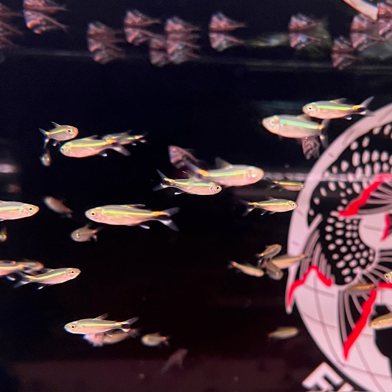 Costello/January Tetra