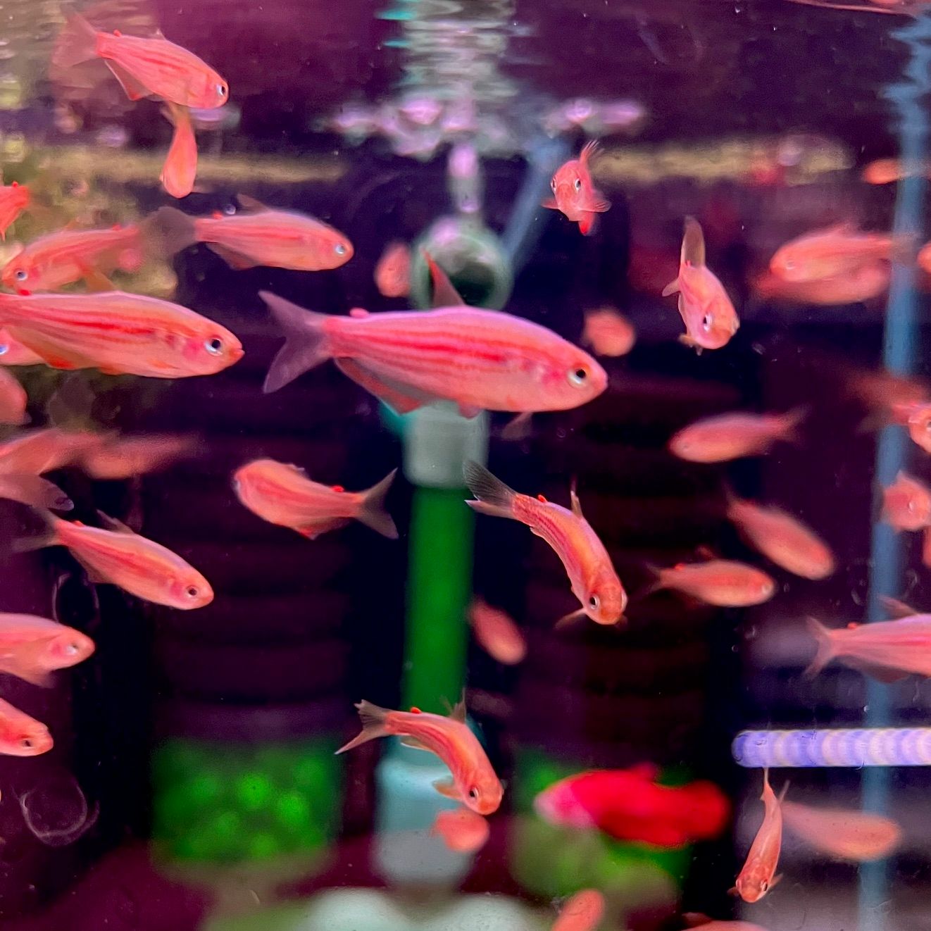 Scratched Kerri Tetra