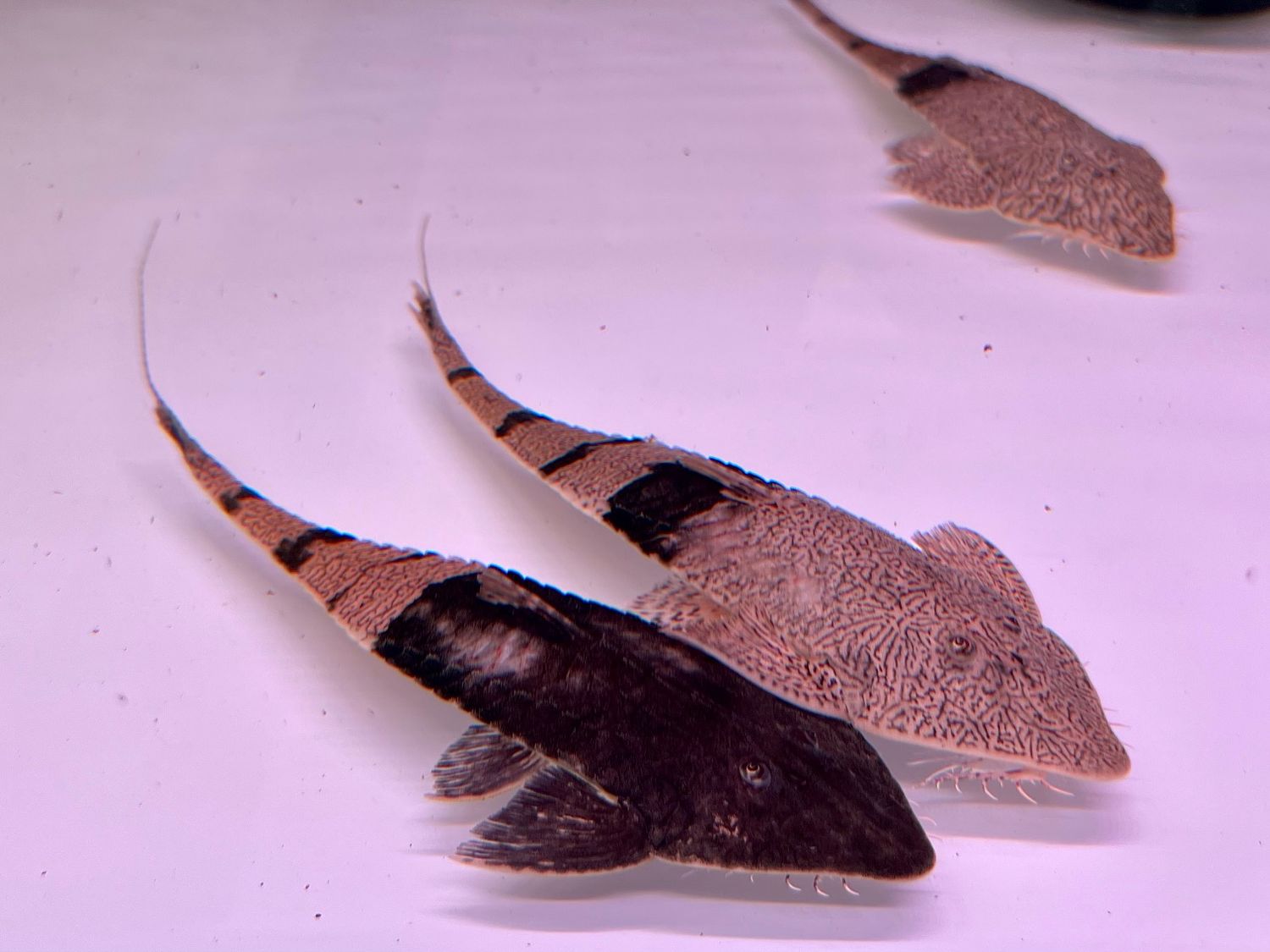 True Chameleon Loricaria