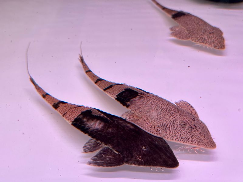 True Chameleon Loricaria