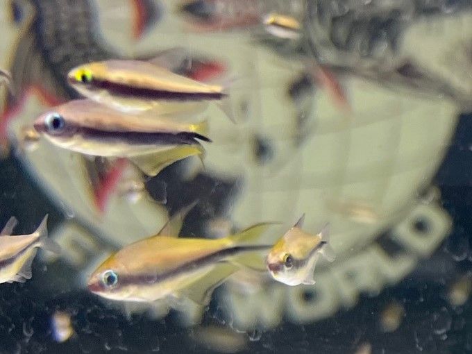 Emperor Tetra
