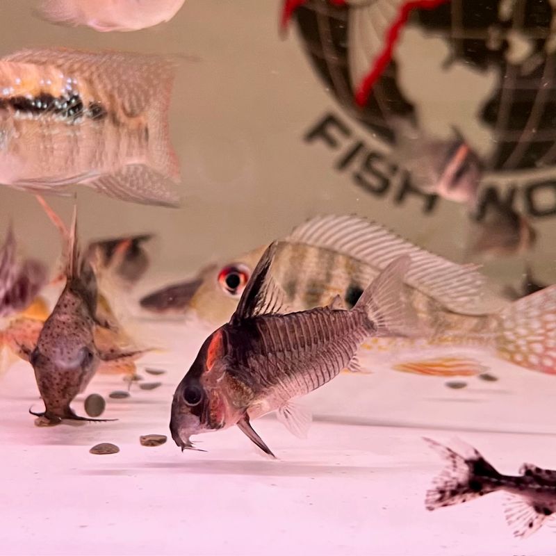 CW45 Colossus Cory &quot;Lessex&quot;