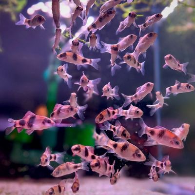 Panda / Melon Barb