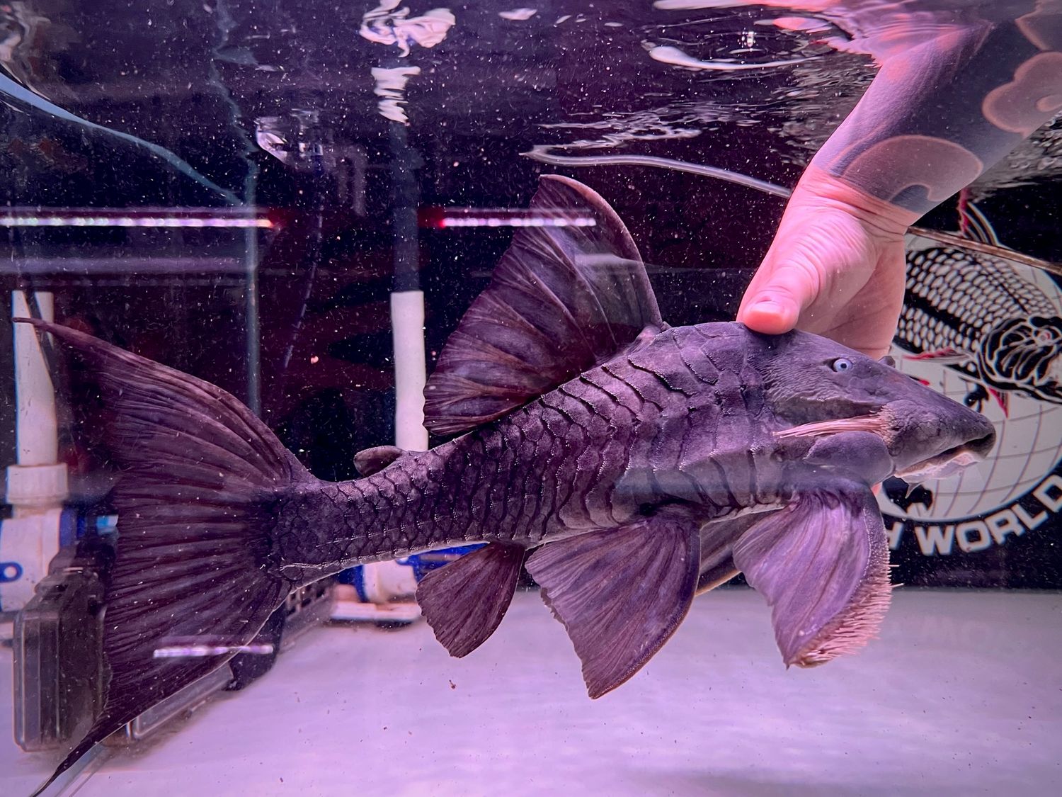 Blue Eyed Pleco (Panaque cochliodon)