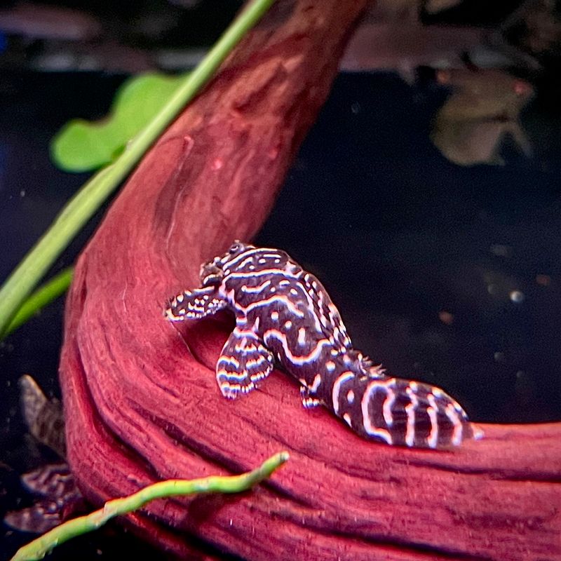 L340 Mega Clown Pleco