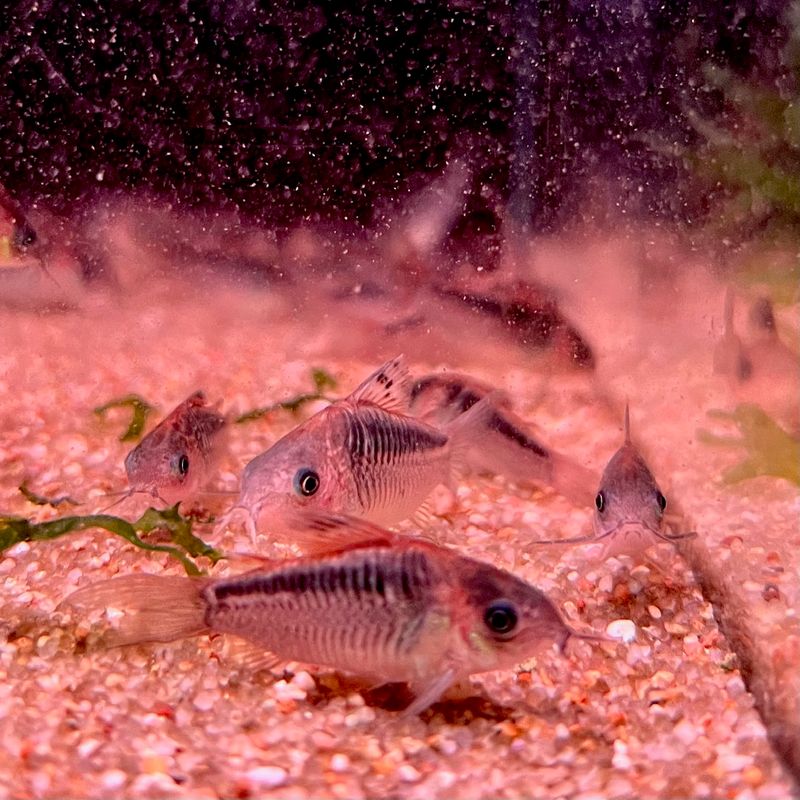 Elegant Corydora