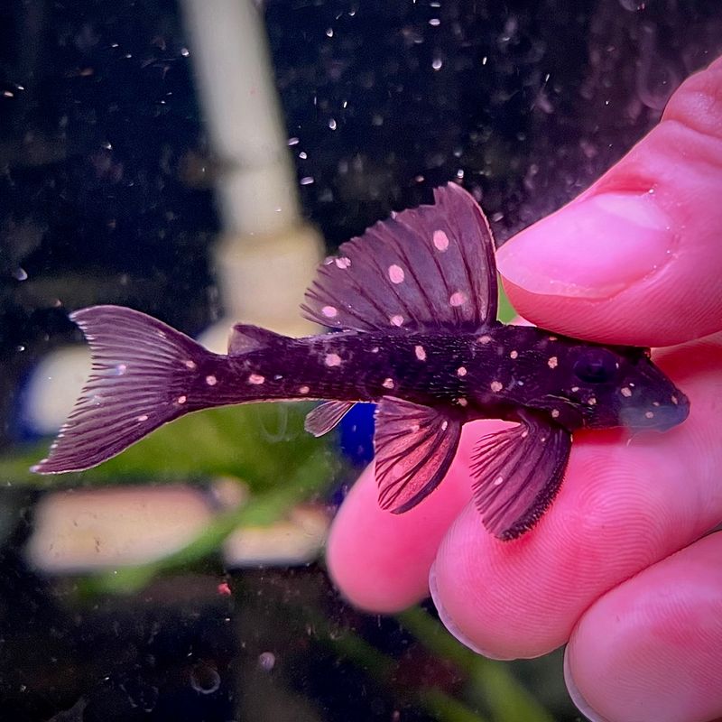 L201 Orinoco Snowball Angel Pleco