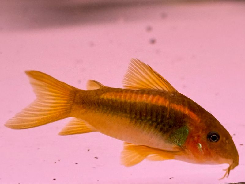 Orange Laser Cory