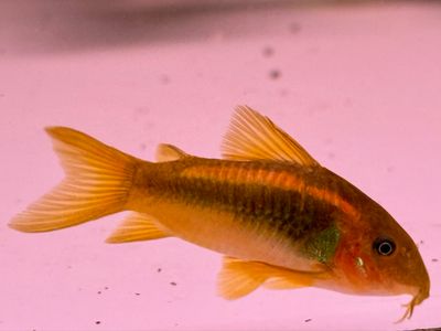 Orange Laser Cory