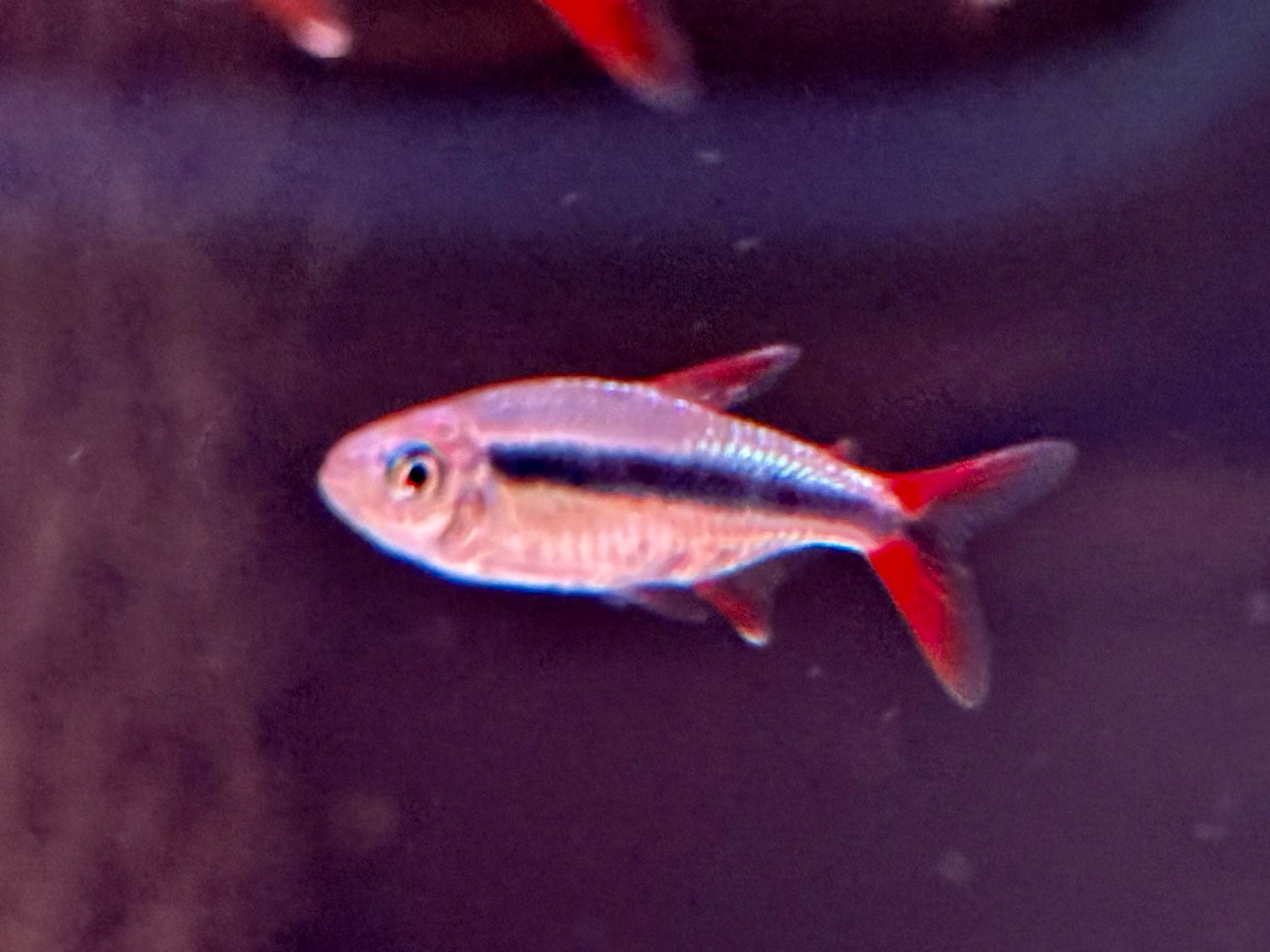 Red Fin Penguin Tetra