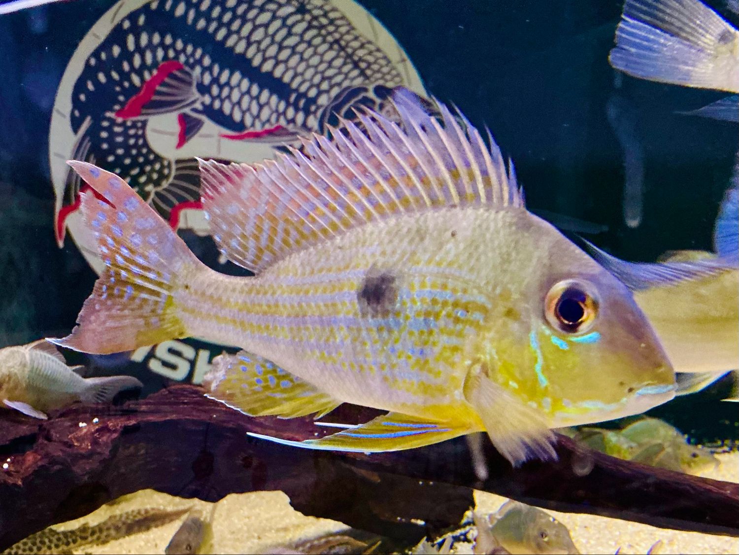 Altifrons Eartheater Cichlid (Geophagus Altifrons)