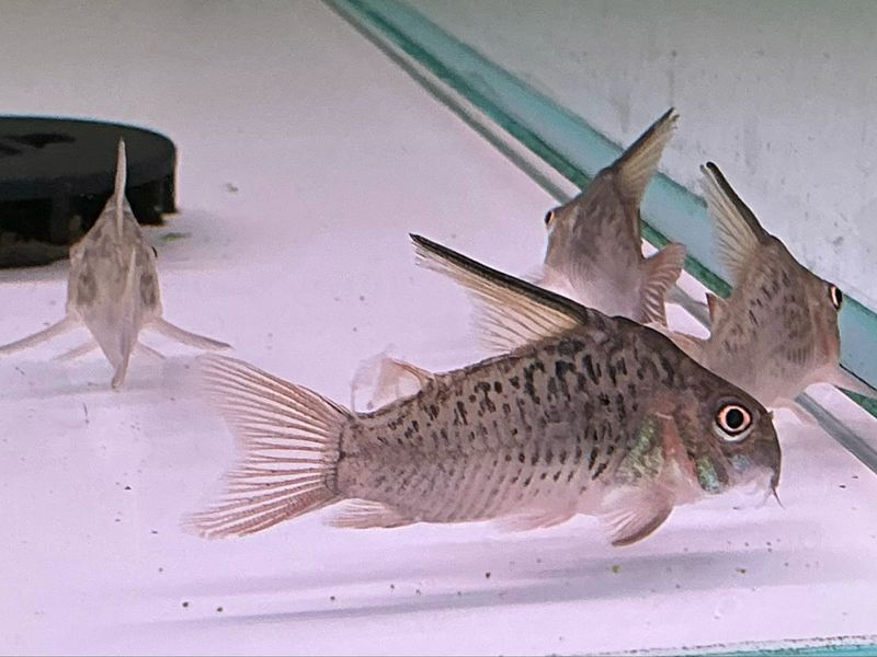 Altum Corydoras