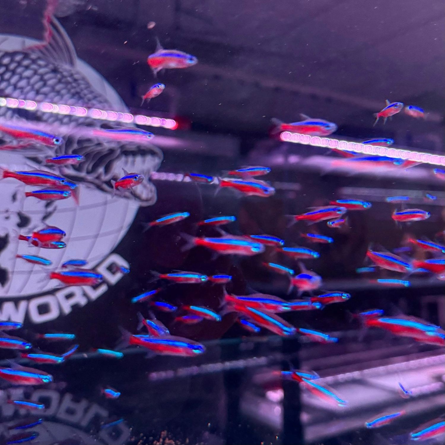 Cardinal Tetra (Paracheirodon axelrodi)