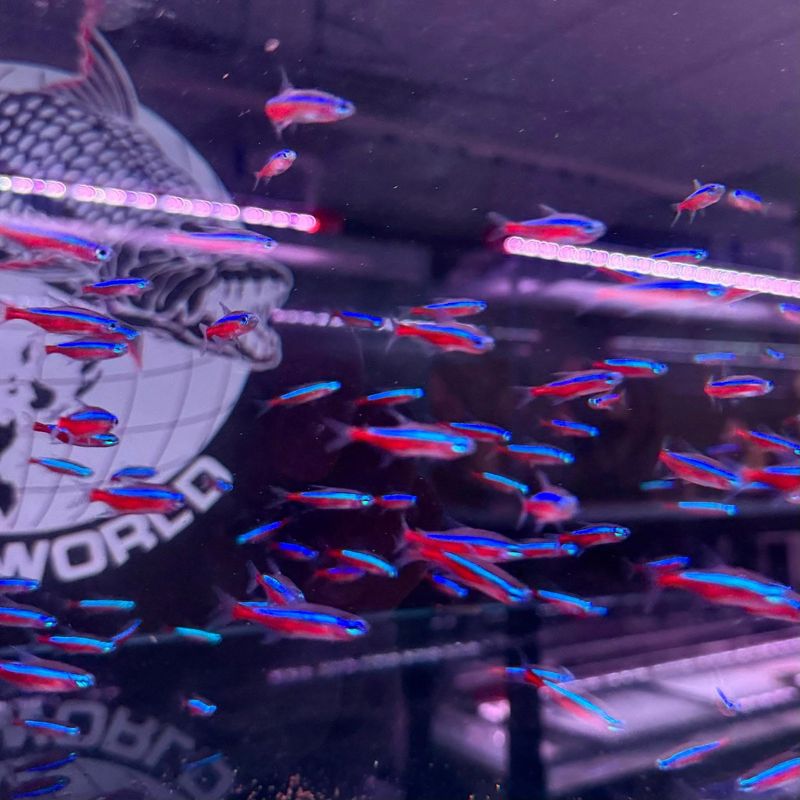 Cardinal Tetra (Paracheirodon axelrodi)