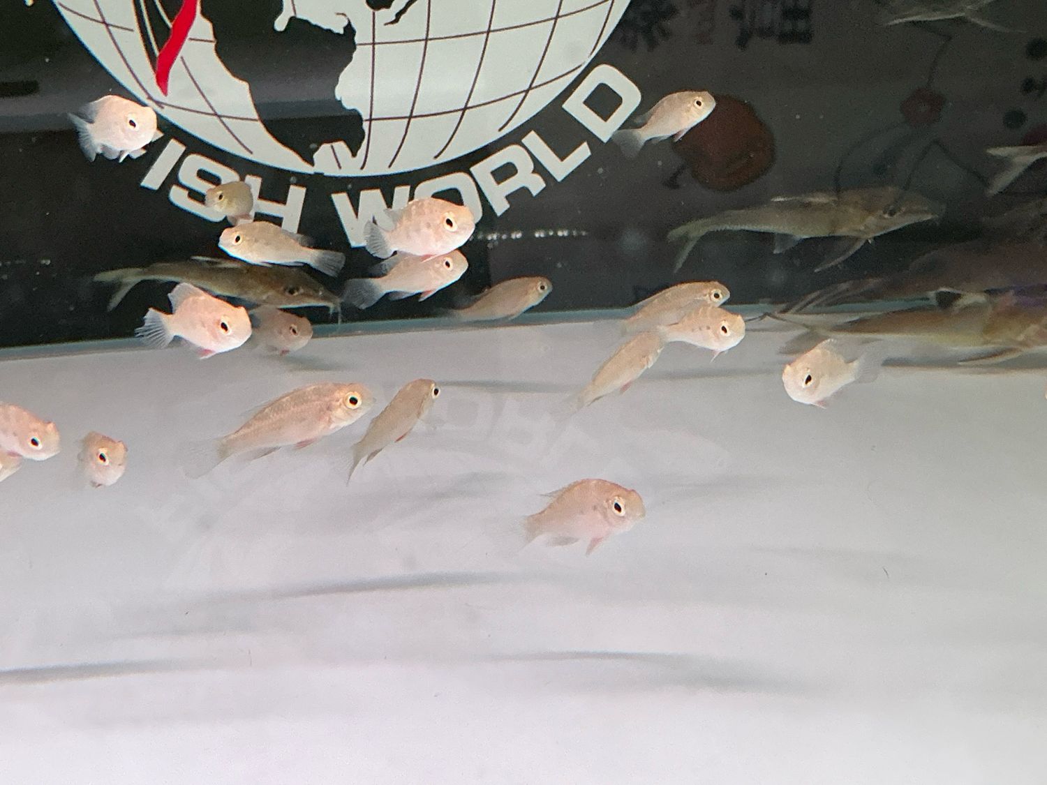 Giant Checkerboard / Hercules Cichlid (Crenicara punctulata)