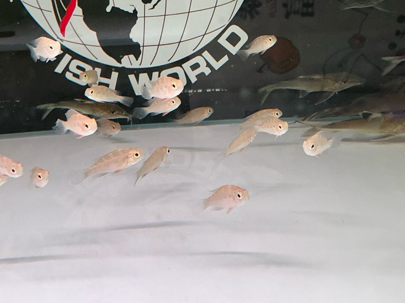 Giant Checkerboard / Hercules Cichlid (Crenicara punctulata)