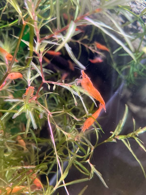 Golden Stripe shrimp